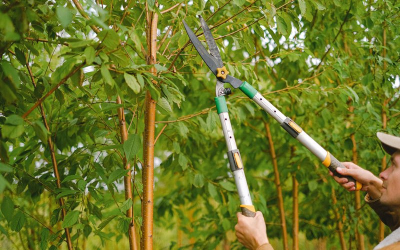 Tree trimming in Dubuque, IA